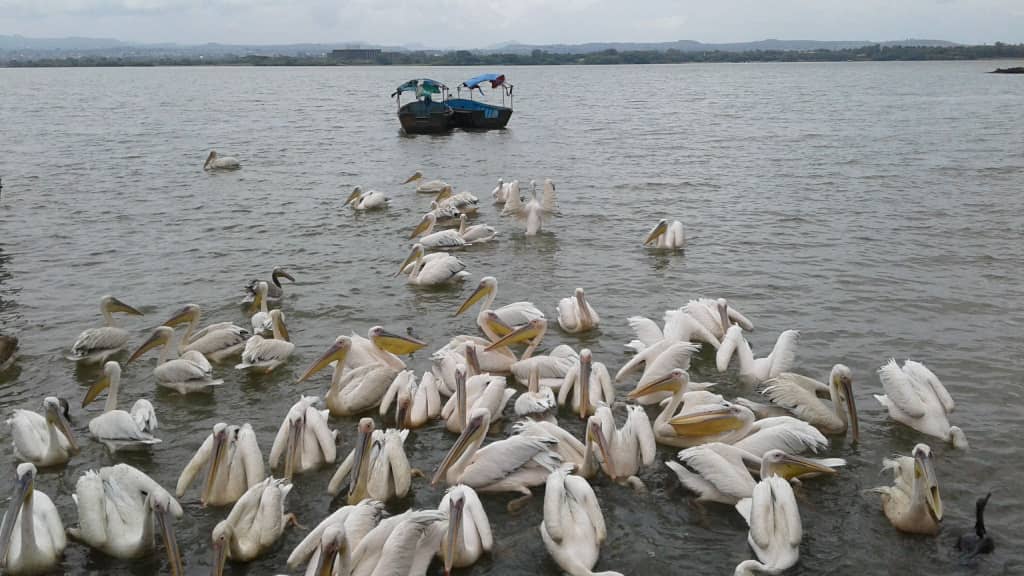 Lake Tana